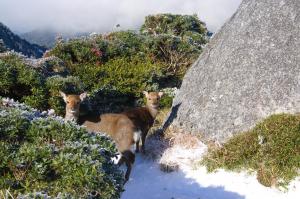 ヤクシカ姉妹（C）西川高司